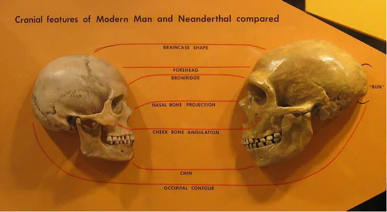 Homo Sapiens versus Neanderthals