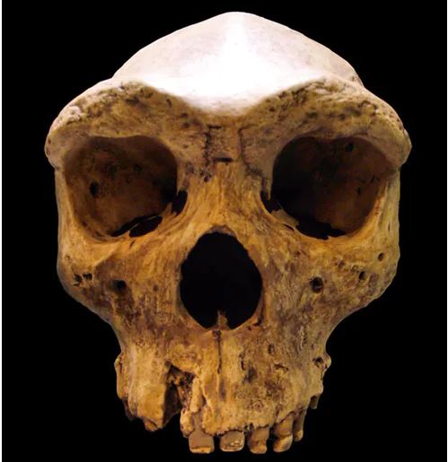 Homo rhodesiensis