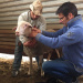 Professor Martin Wikelski attaches accelerometers to the collars of farm animals. Copyright: Max Planck Institute of Animal Behavior