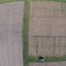 Aerial drone image showing two months of cover crop growth in Monmouth, Illinois in November, 2016. Image:  Dennis Bowman