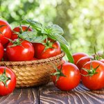 Finally, a great GMO tomato may exist